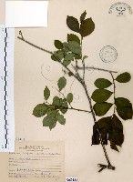 藏品(灰木)的圖片