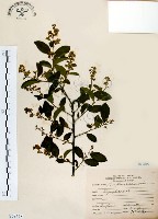 藏品(灰木)的圖片