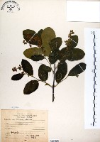 藏品(灰木)的圖片