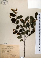 藏品(灰木)的圖片