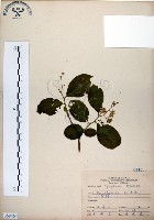 藏品(灰木)的圖片