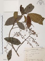 藏品(山香圓)的圖片