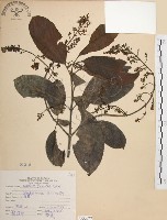 藏品(山香圓)的圖片