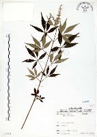 藏品(黃荊)的圖片