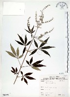 藏品(黃荊)的圖片