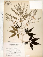 藏品(黃荊)的圖片