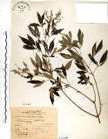 藏品(黃荊)的圖片