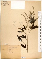 藏品(黃荊)的圖片