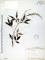 藏品(黃荊)的圖片