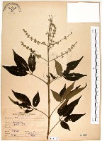 藏品(黃荊)的圖片