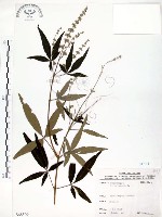 藏品(黃荊)的圖片