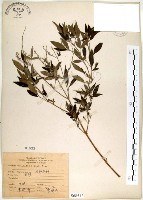 藏品(黃荊)的圖片