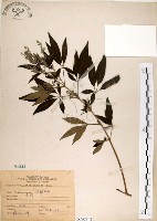 藏品(黃荊)的圖片