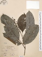 藏品(山香圓)的圖片