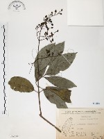 藏品(山香圓)的圖片