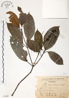 藏品(山香圓)的圖片