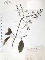 藏品(山香圓)的圖片