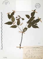 藏品(野鴉椿)的圖片