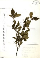 藏品(烏皮九芎、奮起湖野茉莉)的圖片