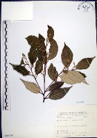 藏品(紅皮、葉下白、赤仔尾)的圖片