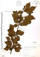 藏品(烏皮九芎、奮起湖野茉莉)的圖片