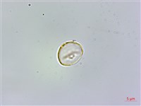 藏品(冷清草)的圖片