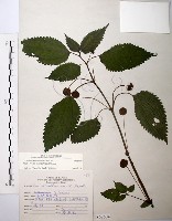 藏品(長梗盤花麻)的圖片