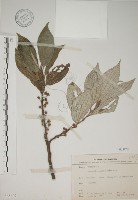 藏品(四脈麻)的圖片