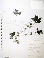 藏品(長梗盤花麻)的圖片