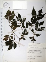 藏品(冷清草)的圖片