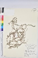 藏品(田代氏大戟)的圖片