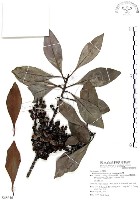 藏品(山欖、樹青)的圖片