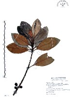 藏品(山欖、樹青)的圖片