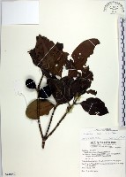 藏品(蘭嶼福木、林氏福木)的圖片