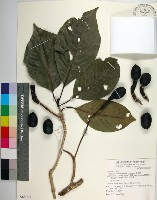 藏品(腰果楠)的圖片