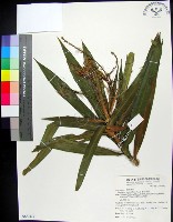 藏品(番仔林投)的圖片