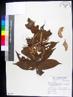 藏品(翅子樹、裡白翅子樹、臺灣翅子樹)的圖片