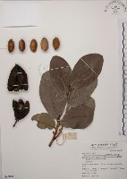 藏品(大葉山欖、臺灣膠木)的圖片