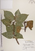 藏品(蘭嶼蘋婆)的圖片