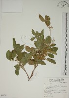 藏品(白木蘇花)的圖片