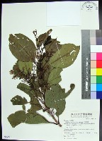 藏品(紅頭李欖, 蘭嶼李欖)的圖片