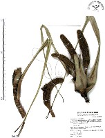 藏品(山露兜、山林投、林投舅)的圖片