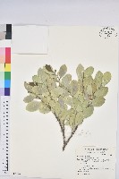 藏品(白樹仔)的圖片