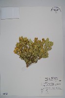 藏品(琉球黃楊)的圖片