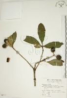 藏品(蘭嶼海桐)的圖片