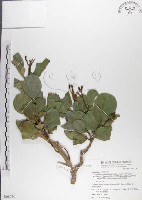 藏品(呂宋毛蕊木)的圖片