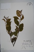 藏品(草野氏冬青)的圖片