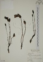 藏品(野菰)的圖片