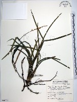 藏品(麥門冬)的圖片