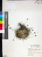 藏品(乾溝飄拂草)的圖片